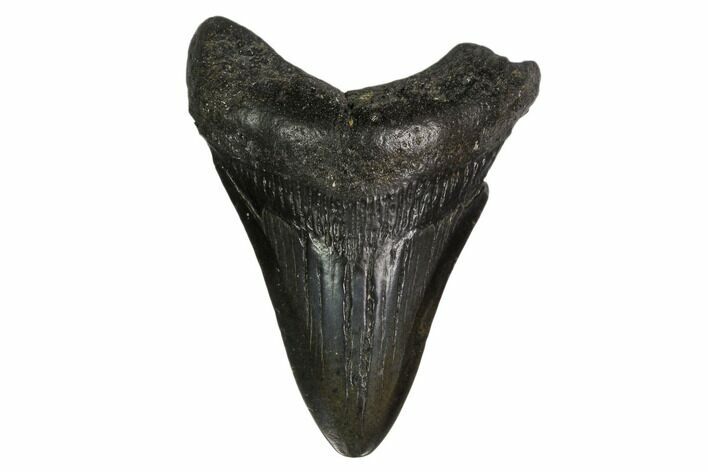 Fossil Megalodon Tooth - South Carolina #149399
